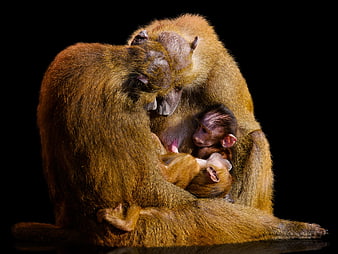 Mother Baboon Nursing Two Infants on Black Background