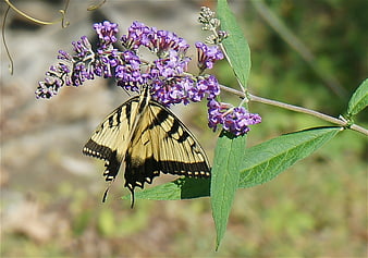 Eastern Tiger Swallowtail Butterfly on Purple Butterfly Bush