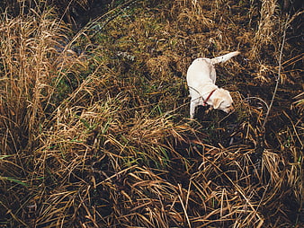White Labrador Retriever Sniffing in Tall Autumn Grass