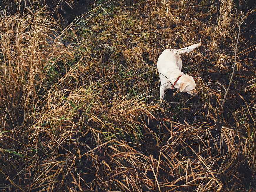 White Labrador Retriever Sniffing in Tall Autumn Grass