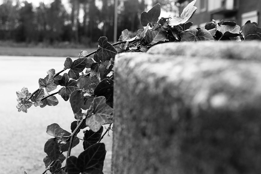 Black and white close-up of ivy leaves on stone wall