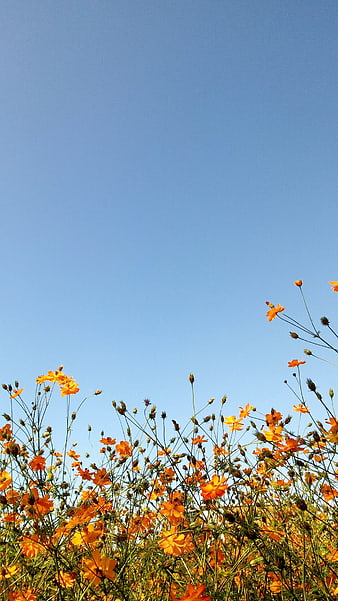 Orange Cosmos Flowers Against Clear Blue Sky