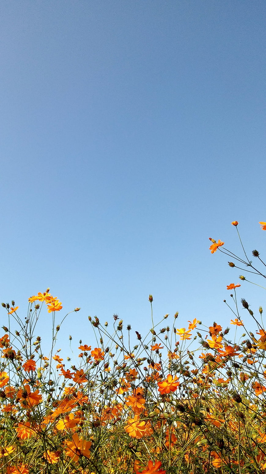 Orange Cosmos Flowers Against Clear Blue Sky