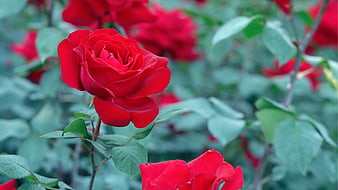 Vibrant Red Rose Close-Up with Green Foliage Background