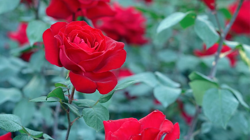 Vibrant Red Rose Close-Up with Green Foliage Background