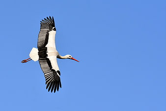 White Stork Flying Against Clear Blue Sky