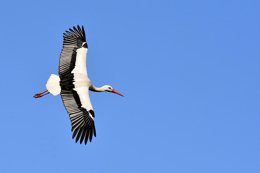 White Stork Flying Against Clear Blue Sky