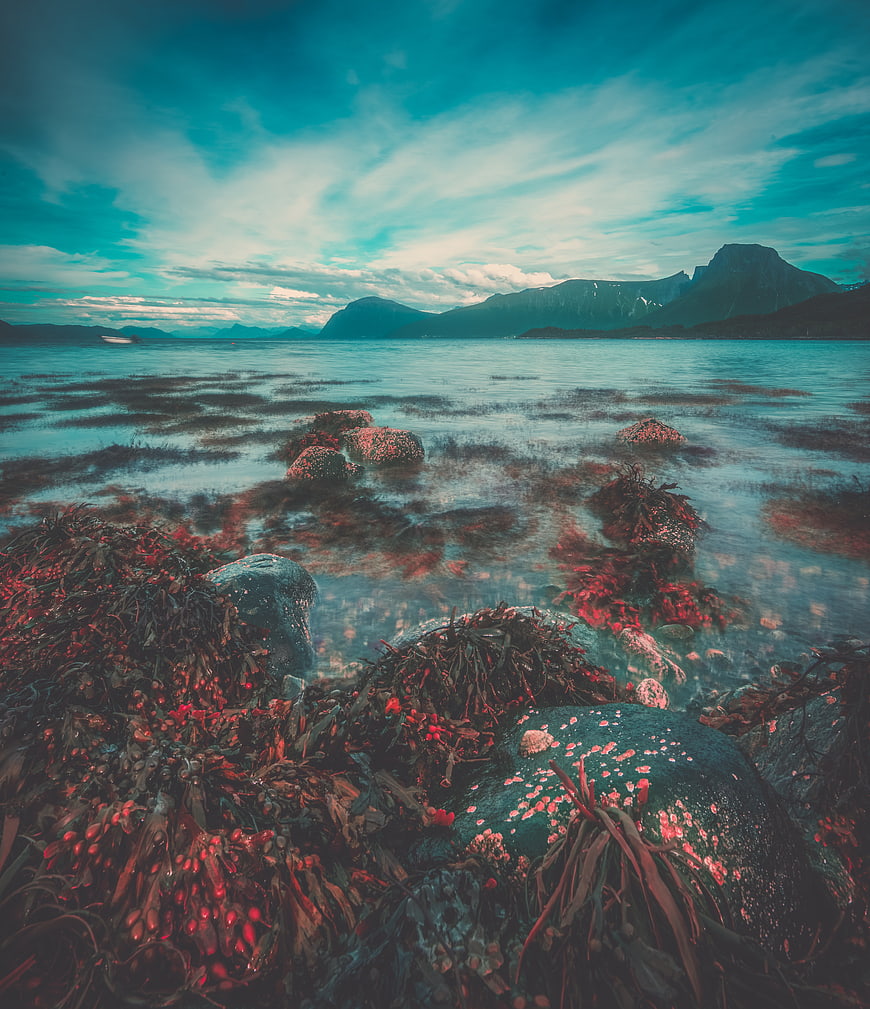 Dramatic coastal landscape with red seaweed and mountains