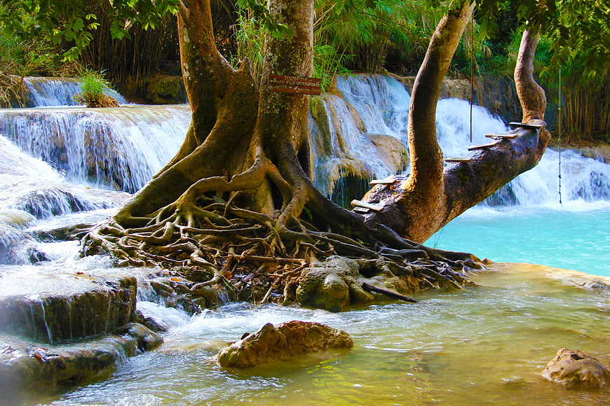 Tropical Waterfall with Tree Roots and Wooden Swing