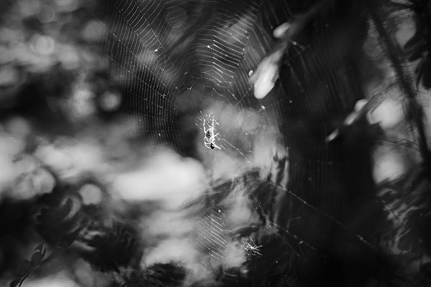 Black and white macro of spider in web with bokeh