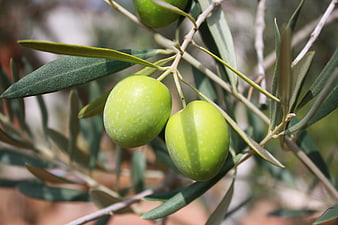 Close-up of unripe green olives on a leafy branch
