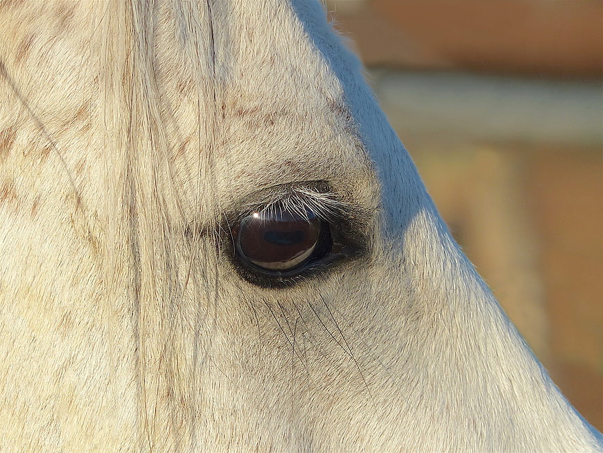 Close-up of a white horse's eye with detailed texture