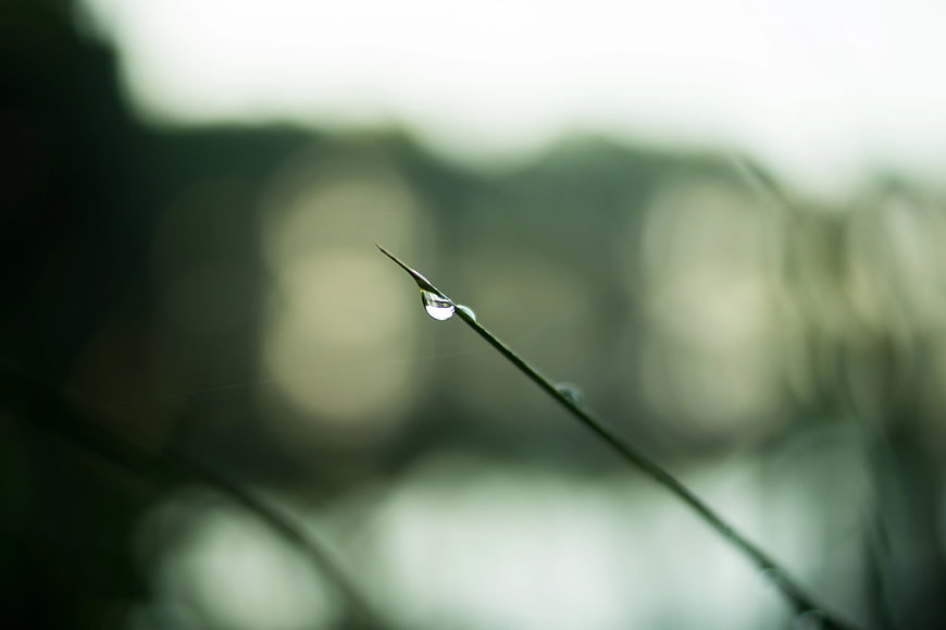 Macro Water Droplet on Grass Blade