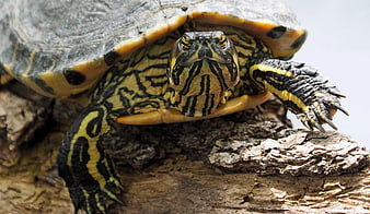 Close-up of a Painted Turtle on a Log