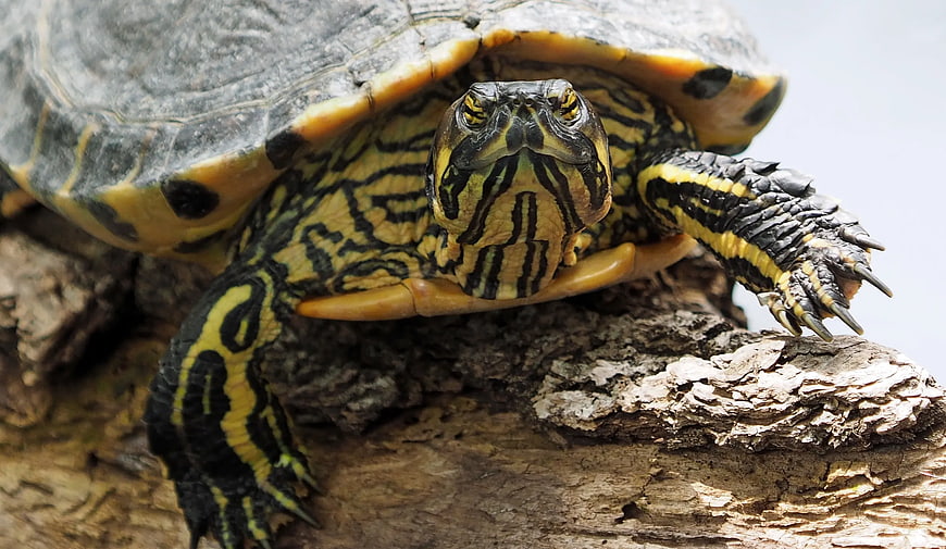 Close-up of a Painted Turtle on a Log