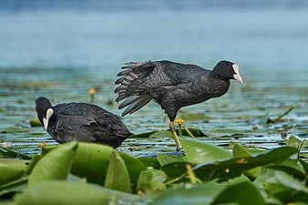 American Coots on Lily Pads in a Lake