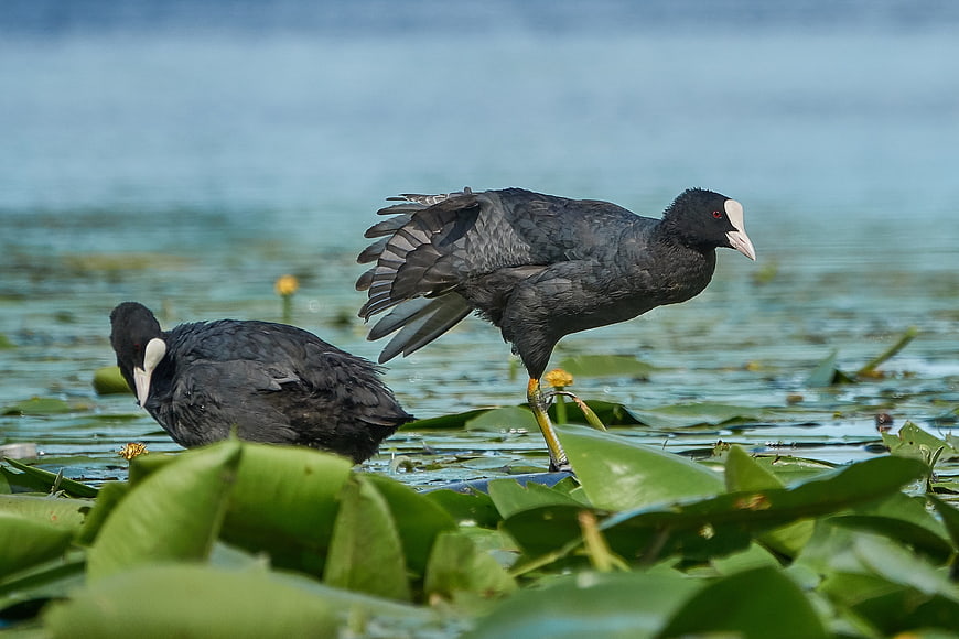 American Coots on Lily Pads in a Lake