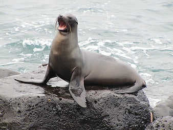 Galapagos Sea Lion Vocalizing on Rocky Coastline