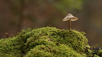 Small mushroom growing on a mossy mound in a forest