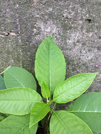 Green Plant Leaves Growing Against Rough Concrete Wall