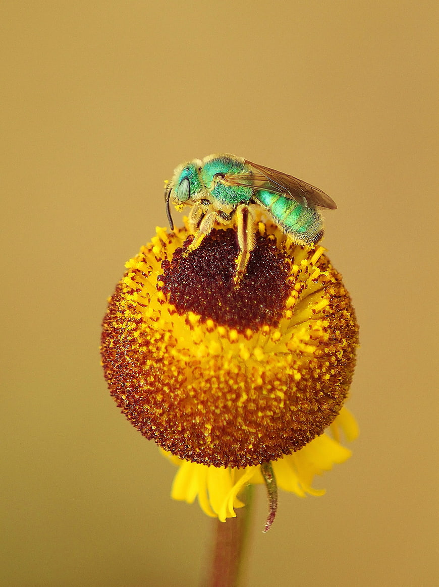 Macro of Green Sweat Bee on Yellow Flower