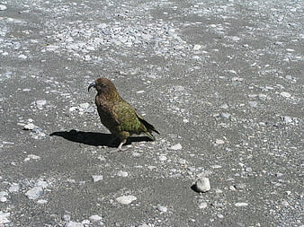 Kea parrot standing on gravel path in New Zealand