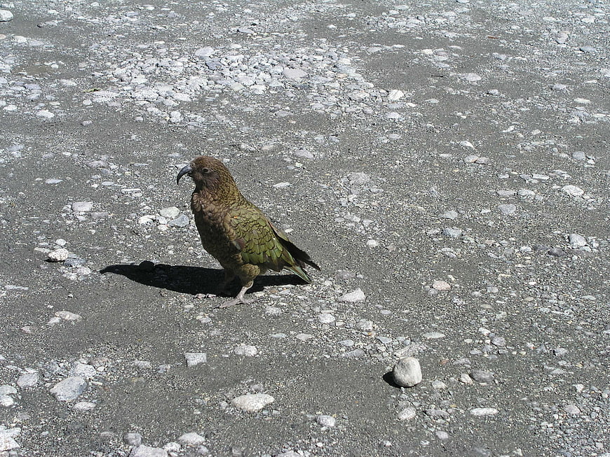 Kea parrot standing on gravel path in New Zealand