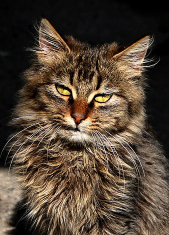 Close-up portrait of a fluffy brown tabby cat with yellow eyes
