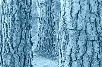 Close-up of textured tree trunks in a blue-tinted forest