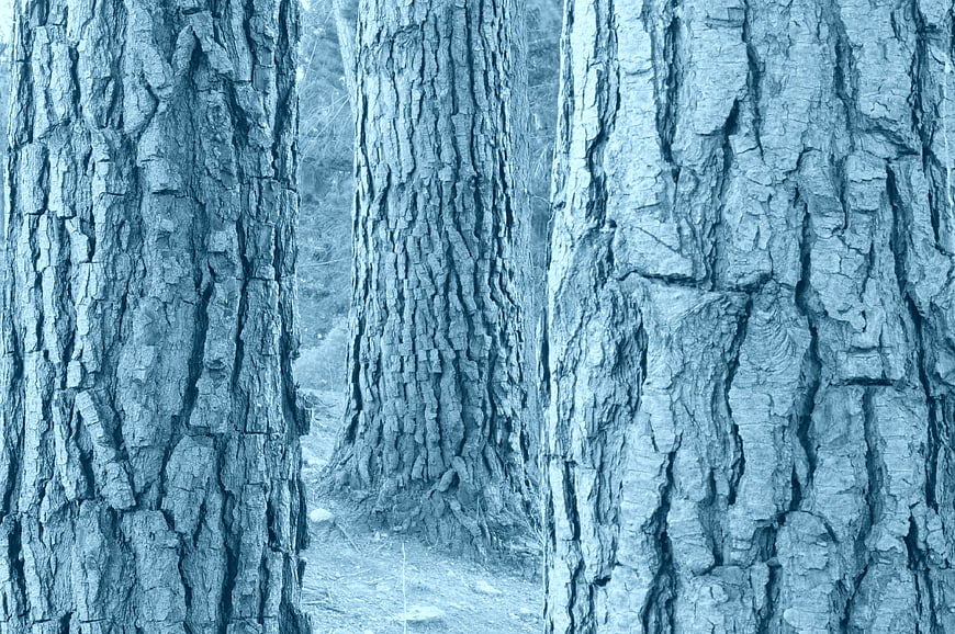 Close-up of textured tree trunks in a blue-tinted forest