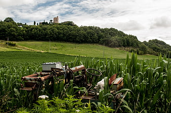 Rusted vintage tractor abandoned in lush green cornfield