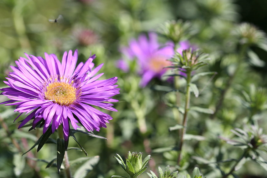 Close-up of purple aster flower in garden