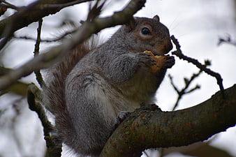 Grey squirrel eating a nut on a tree branch
