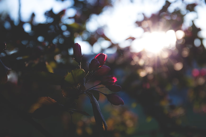 Backlit Red Flower Buds with Sun Flare and Bokeh