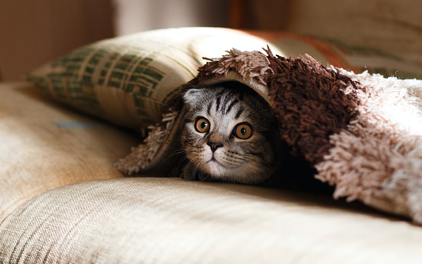 Cute Tabby Cat Hiding Under Blanket on Sofa