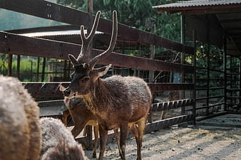 Male deer with antlers standing in a rustic farm enclosure
