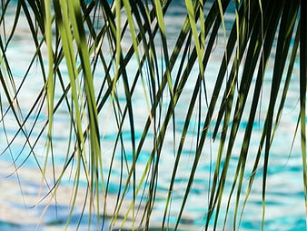 Tropical Palm Fronds Over Blurred Blue Ocean Background
