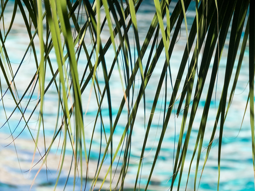 Tropical Palm Fronds Over Blurred Blue Ocean Background