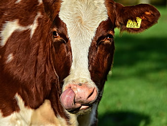 Close-up of a brown and white cow licking its nose in a green pasture