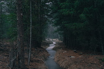 Misty Stream Winding Through Dark Pine Forest