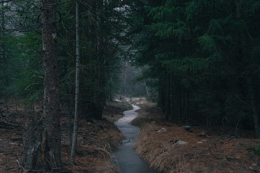 Misty Stream Winding Through Dark Pine Forest