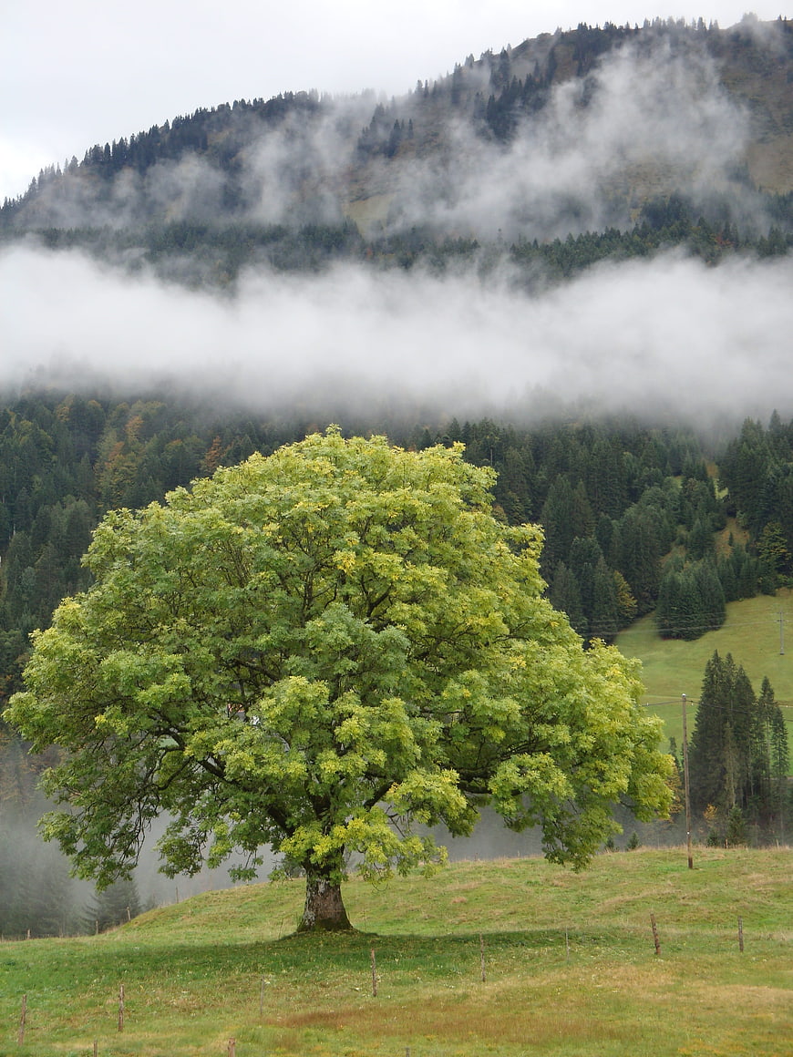 Lone Tree On Misty Alpine Meadow With Forested Mountain Background