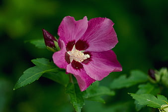 Vibrant Pink Hibiscus Flower with Green Background