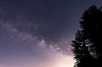Milky Way Galaxy Over Silhouetted Pine Trees at Night