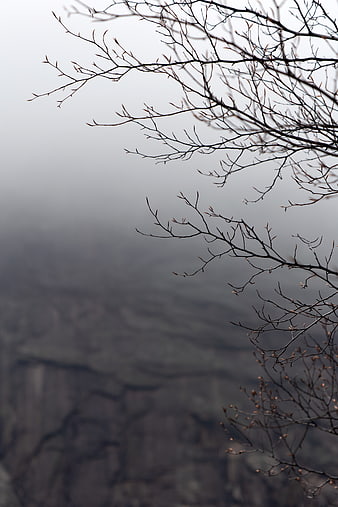 Misty Mountain Landscape with Bare Tree Branches