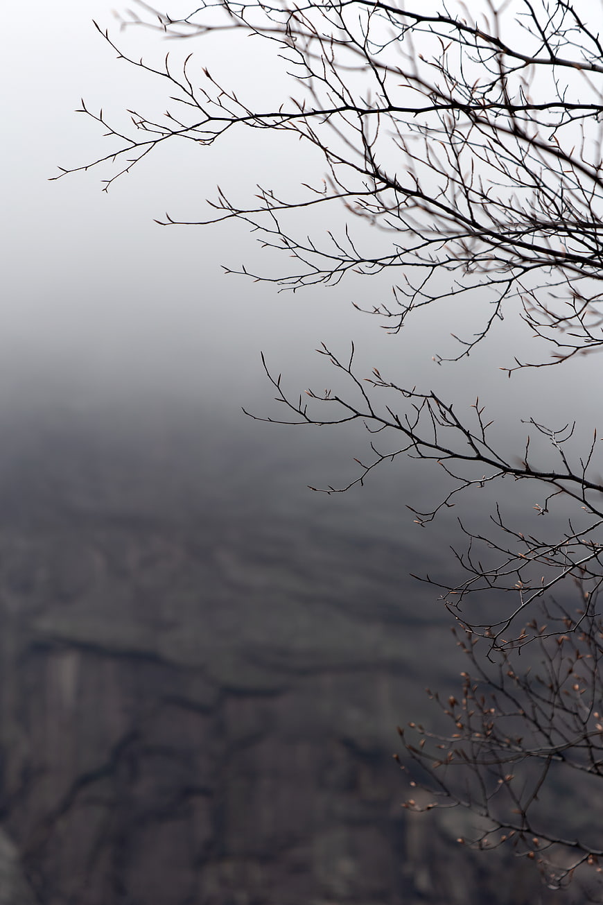 Misty Mountain Landscape with Bare Tree Branches