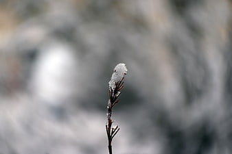 Close-up of a single plant stem covered in ice crystals against a blurred winter background