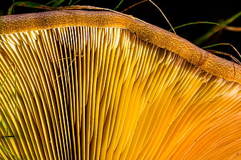 Close-up of yellow mushroom gills with natural texture