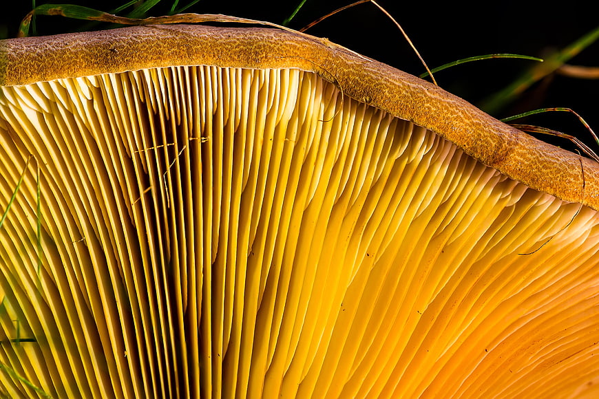 Close-up of yellow mushroom gills with natural texture