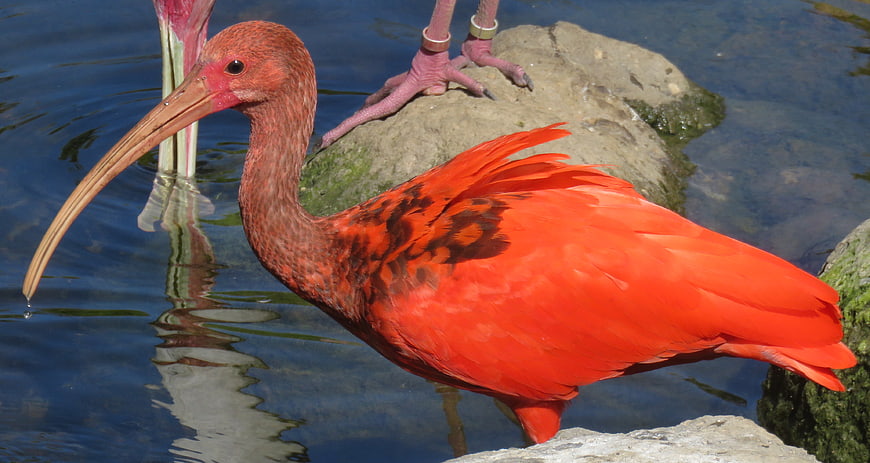 Scarlet Ibis Standing on Rock by Water